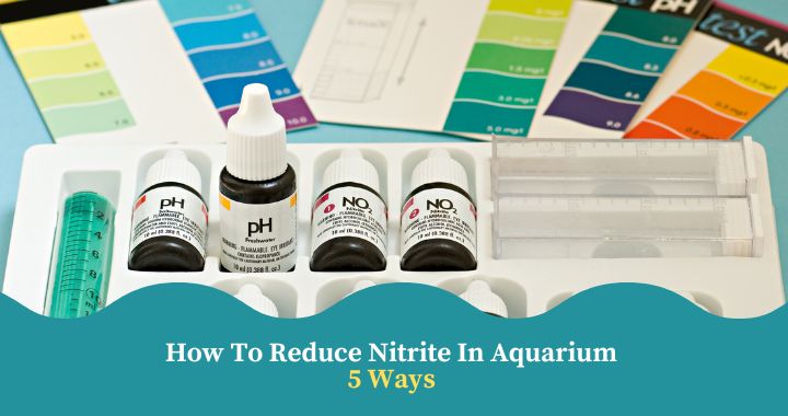 How To Reduce Nitrite In Aquarium-5 Ways