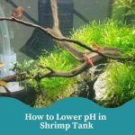 How to Lower pH in Shrimp Tank