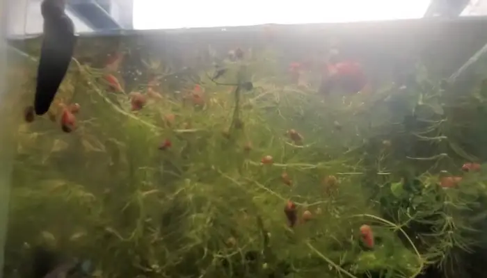 Mystery Snails Movement Issues Solution