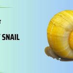 How to Treat Mystery Snail Shell Rot