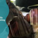 Mystery Snails Mating or Fighting