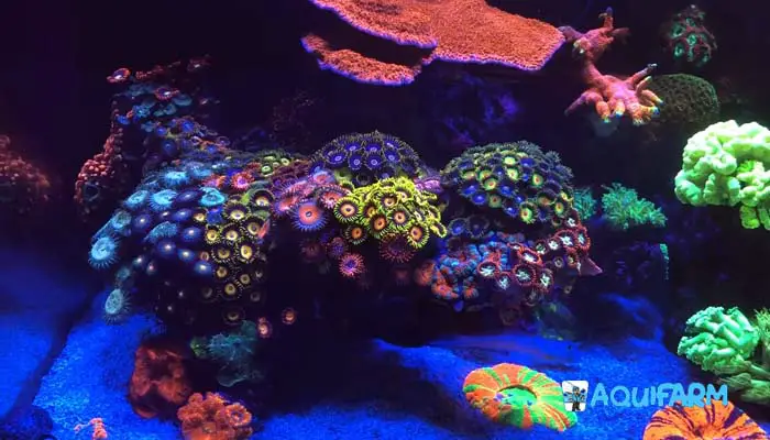 Placement of Acan Corals