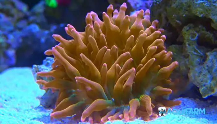 Poor Lighting for the Anemone