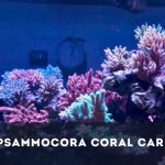 Psammocora Coral Care