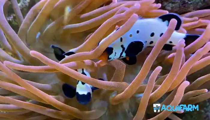 The Best Anemones for Clownfish