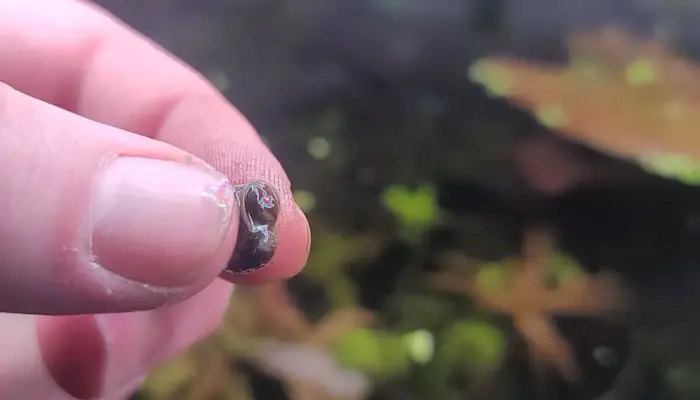 Reviving Inactive Snails Guide