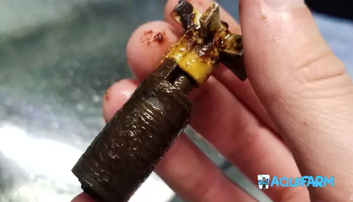 Debris in the Impeller Aquaclear 110