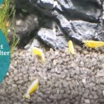 How to Protect Shrimp From Filter Intake