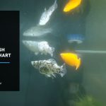 Molly Fish Growth Chart