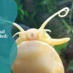 Mystery Snail Antenna Curled