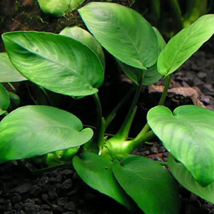Anubias Barteri