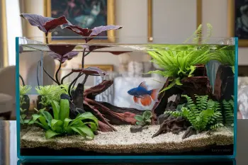 Betta Fish Palace