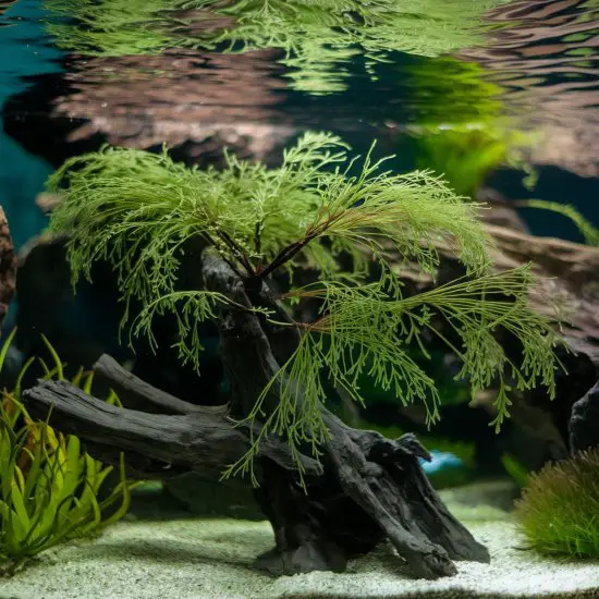 Christmas Moss (Vesicularia Montagnei)