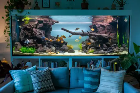 Cichlid Haven