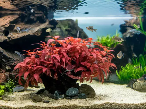Cryptocoryne Undulata 'Red'