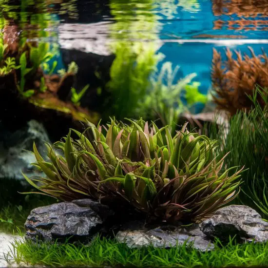 Cryptocoryne Wendtii