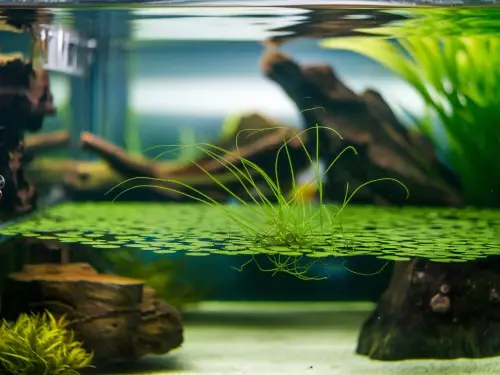 Duckweed (Lemna Minor)