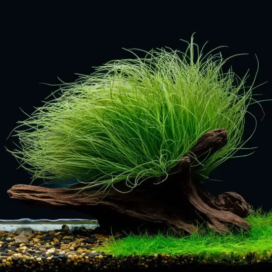 Dwarf Hairgrass (Eleocharis acicularis)