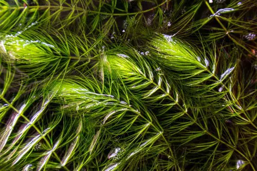 Hornwort (Ceratophyllum Demersum)
