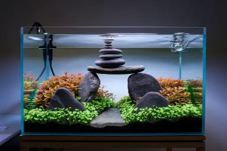 Iwagumi Aquascape