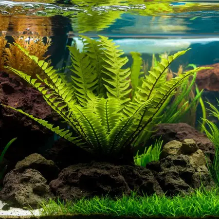 Java Fern