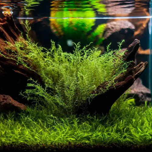 Java Moss (Taxiphyllum Barbieri)