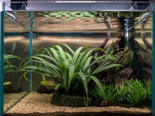 Jungle Vallisneria (Vallisneria Americana)