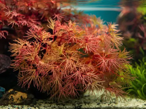Ludwigia Arcuata