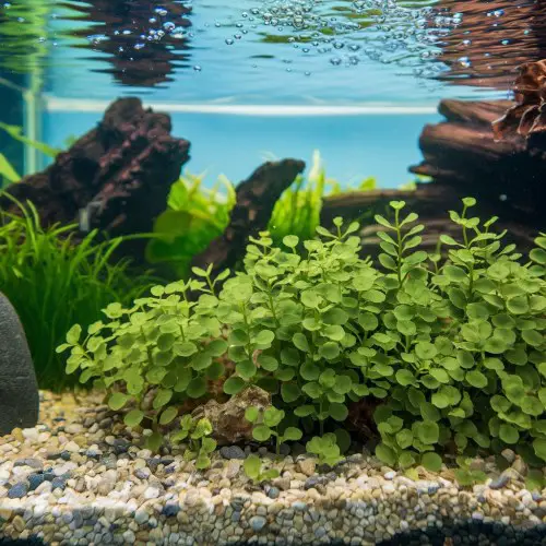 Monte Carlo (Micranthemum Tweediei)