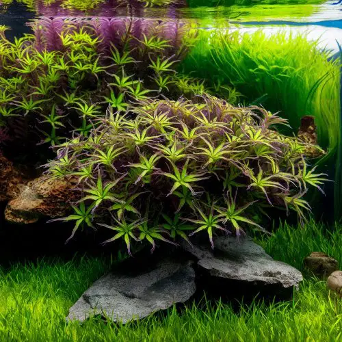 Pogostemon Stellatus