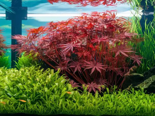 Rotala Macrandra