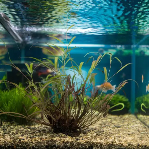 Sagittaria Subulata