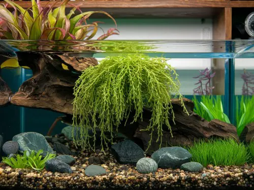 Water Wisteria (Hygrophila Difformis)