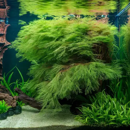 Water Wisteria (Hygrophila Difformis)