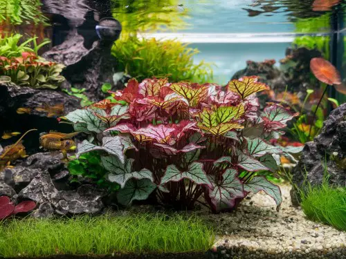 hygrophila pinnatifida