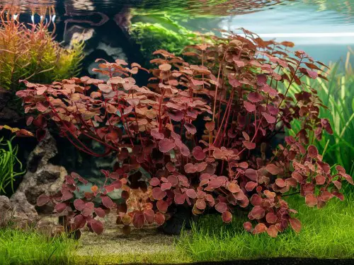 ludwigia repens