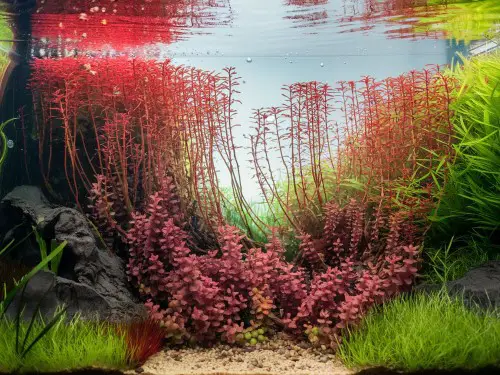 rotala rotundifolia 'red'