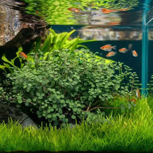 staurogyne repens