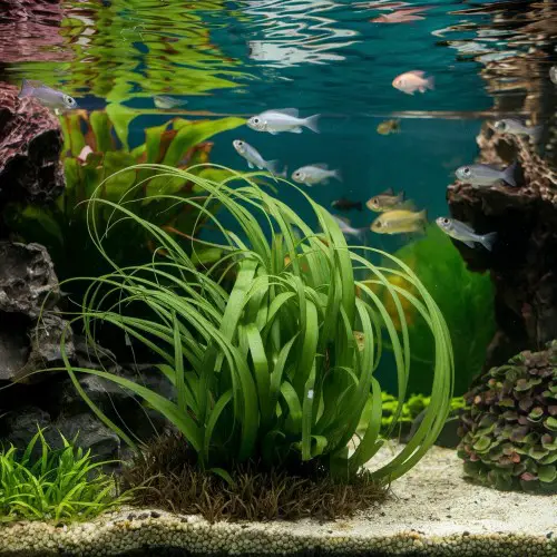 vallisneria spiralis
