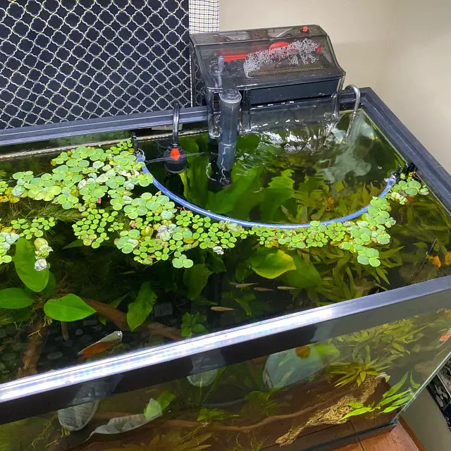 Floating Plants and Rafts