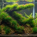 java-moss-for-shrimp-tank